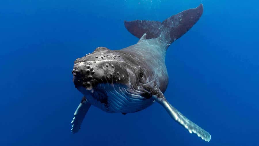 Gold Coast: Premium Whale Watching Cruise - Seeing humpbacks in the wild