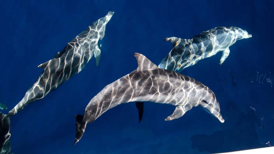 Gold Coast: Premium Whale Watching Cruise - Dolphins, turtles, and birds keep the trip moving