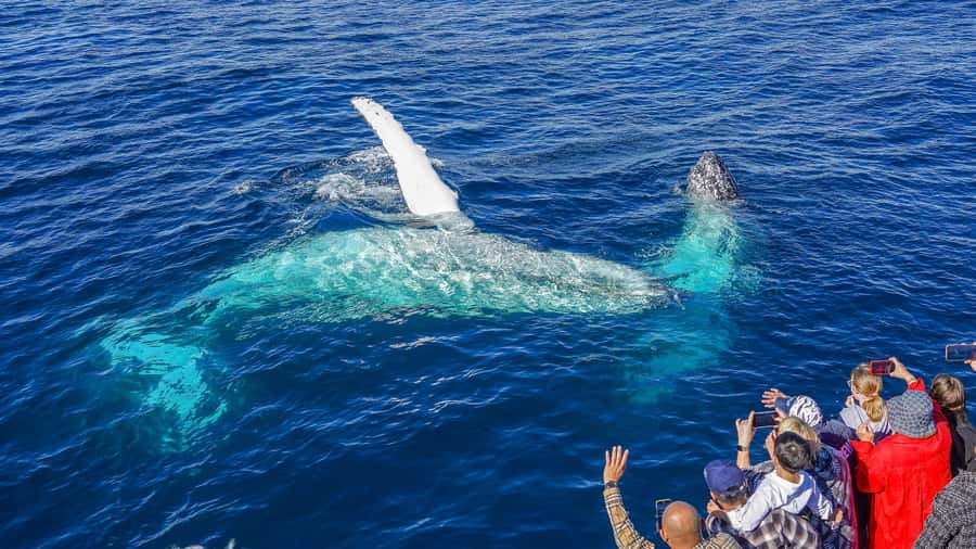 Gold Coast: Premium Whale Watching Cruise - Rough water is the main practical drawback