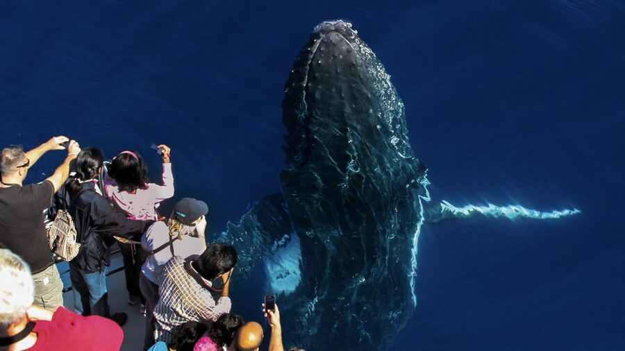 Gold Coast: Premium Whale Watching Cruise - Who will enjoy this cruise most?