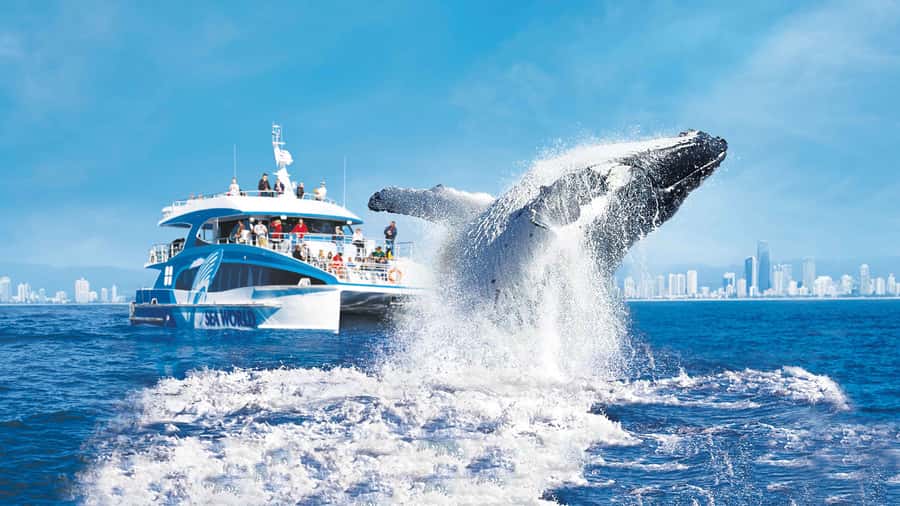 Gold Coast: Premium Whale Watching Cruise - What the 150-minute cruise feels like