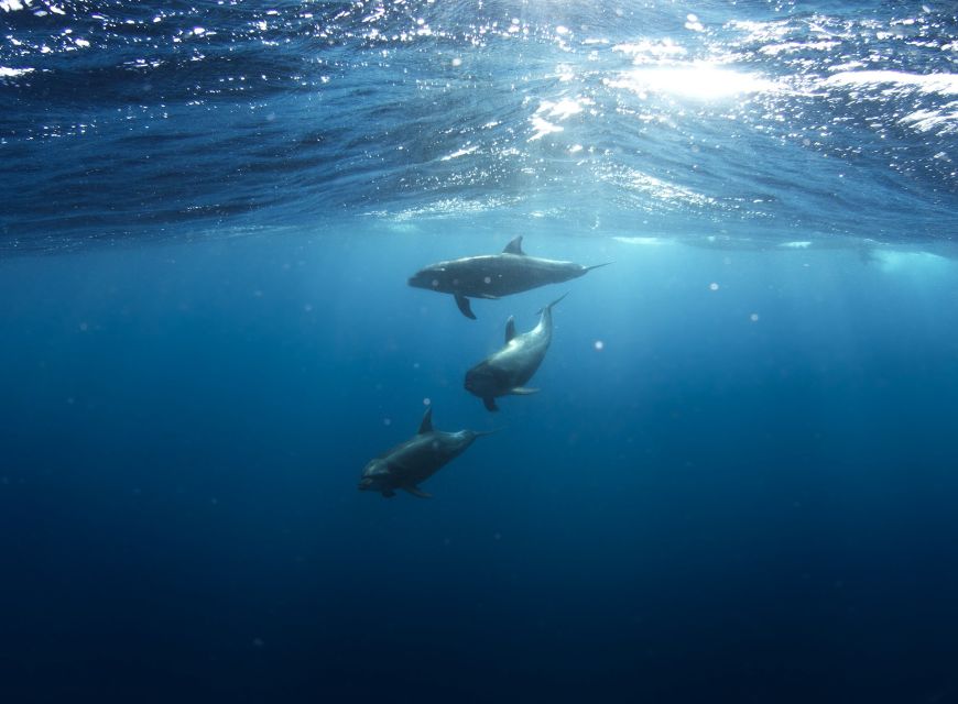 Golfo Aranci: Dolphin Watching and Snorkeling Boat Tour - The first snorkeling stop: Cala Greca