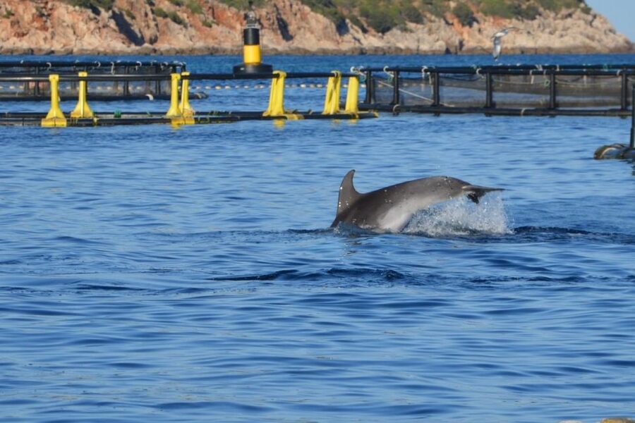 Golfo Aranci: Dolphin Watching and Snorkeling Boat Tour - What to bring and what not to expect