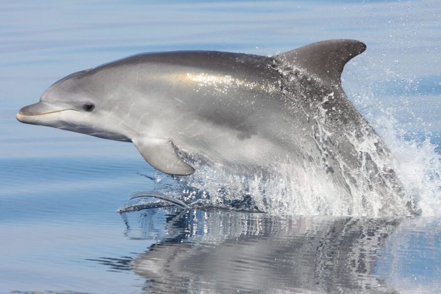 Golfo Aranci: Eco-Friendly Dolphin Watching Boat Trip - Setting out from Golfo Aranci toward Figarolo