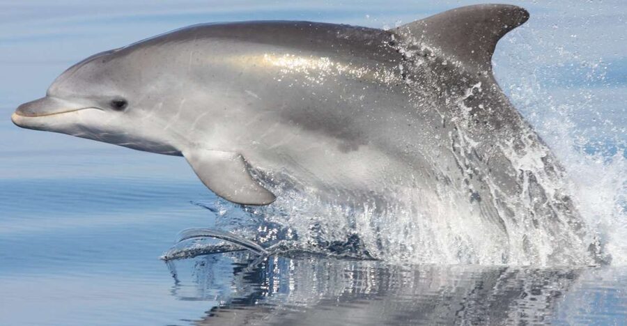 Golfo Aranci: Eco-Friendly Dolphin Watching Boat Trip - What the guides add to the sighting