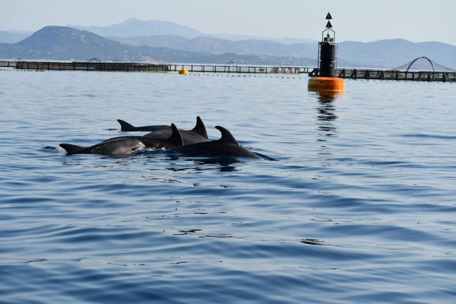 Golfo Aranci: Eco-Friendly Dolphin Watching Boat Trip - Is the $41 price good value?