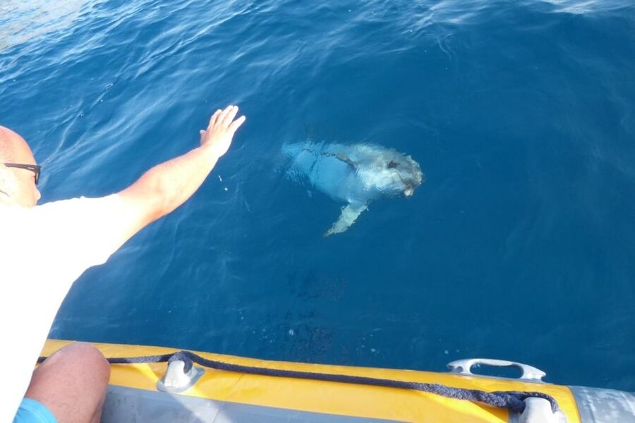 Golfo Aranci: Eco-Friendly Dolphin Watching Boat Trip - What makes this more than a quick boat ride