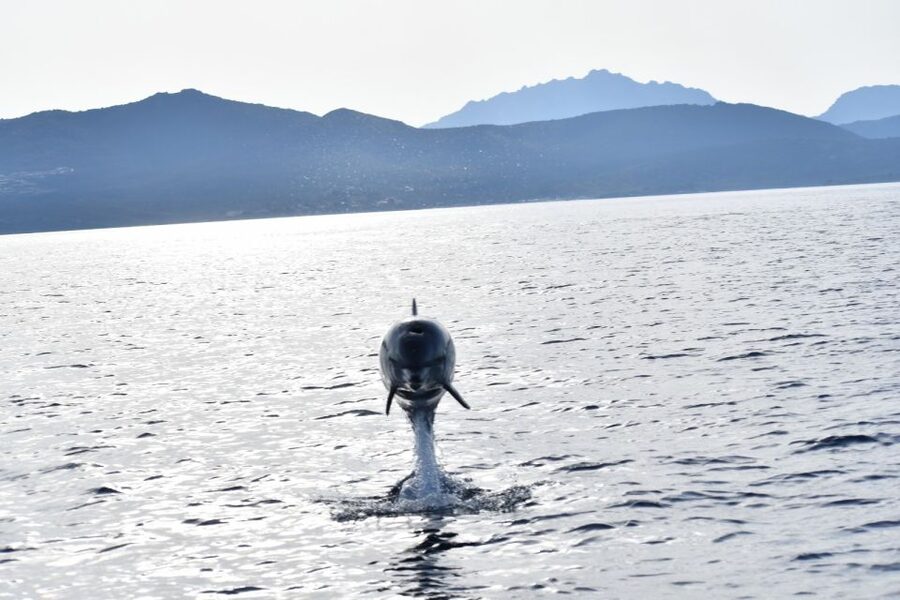Golfo Aranci: Eco-Friendly Dolphin Watching Boat Trip - Why dolphins gather near the fish farm