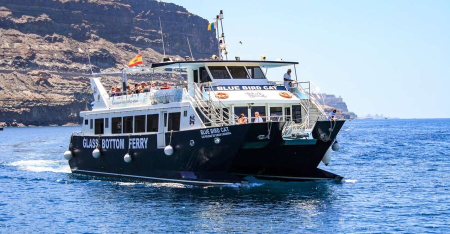 Gran Canaria: Catamaran Dolphin Watch Cruise with Snorkeling - Five things worth knowing before you book