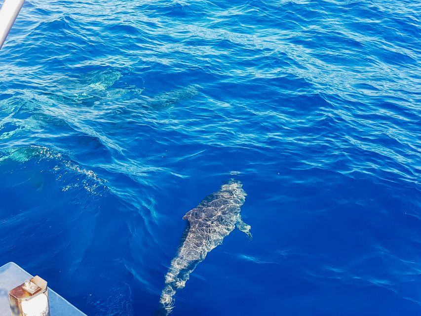 Gran Canaria: Catamaran Dolphin Watch Cruise with Snorkeling - Returning to the harbor and hotel