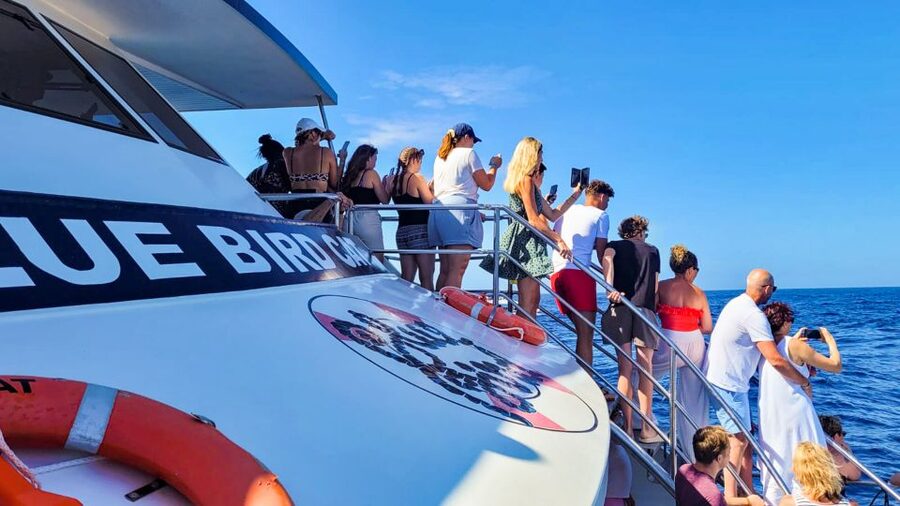 Gran Canaria: Catamaran Dolphin Watch Cruise with Snorkeling - Should you book the Puerto Rico dolphin cruise?