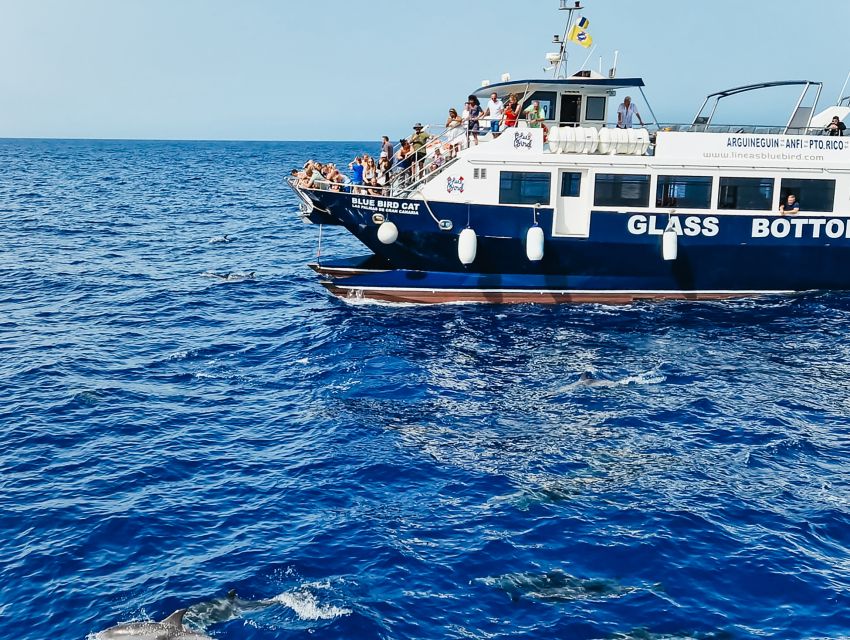Gran Canaria: Catamaran Dolphin Watch Cruise with Snorkeling - Two hours of searching for dolphins and whales