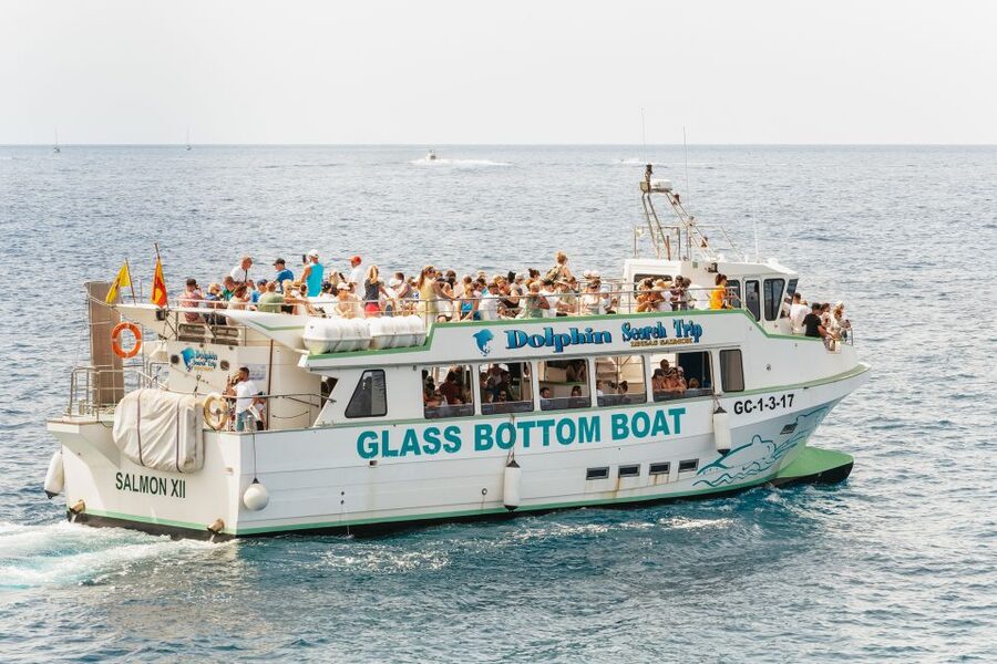 Gran Canaria: Dolphin and Whale Watching Cruise - Should you book the Gran Canaria dolphin cruise?