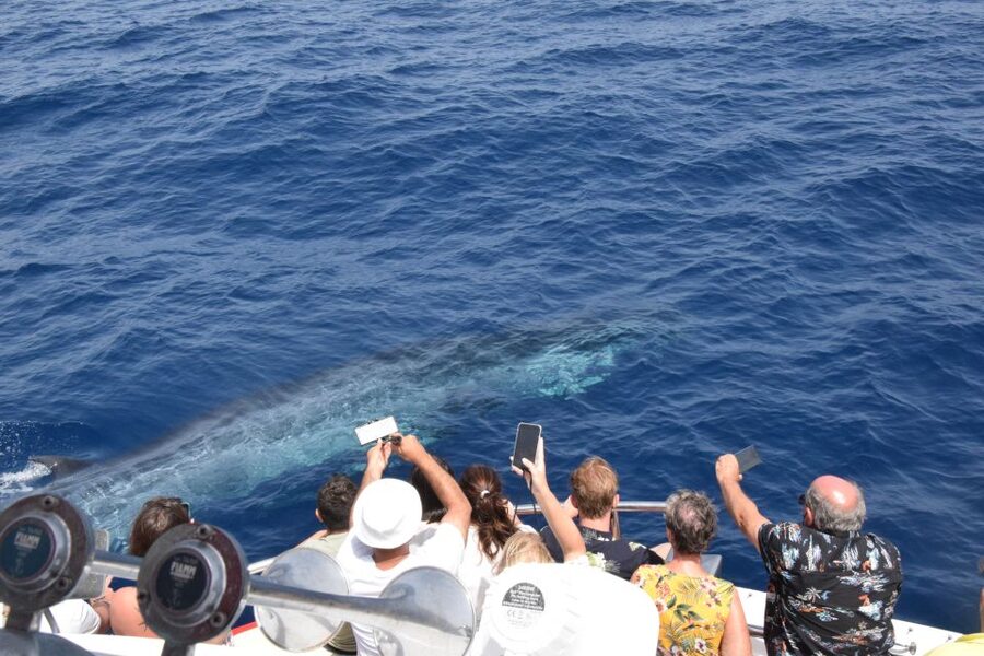 Gran Canaria: Dolphin and Whale Watching Cruise - A catamaran built for viewing