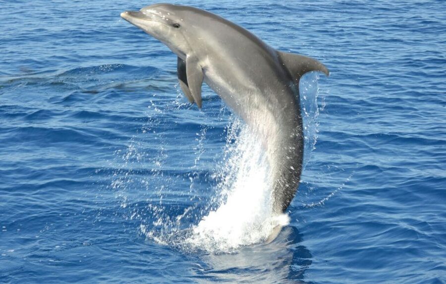 Gran Canaria: Dolphin and Whale Watching Cruise - The pickup and coach journey from southern Gran Canaria