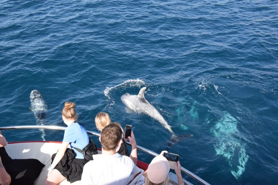 Gran Canaria: Dolphin and Whale Watching Cruise - How long the boat trip really takes