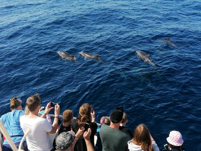 Gran Canaria: Dolphin and Whale Watching Cruise - The swimming stop is not guaranteed