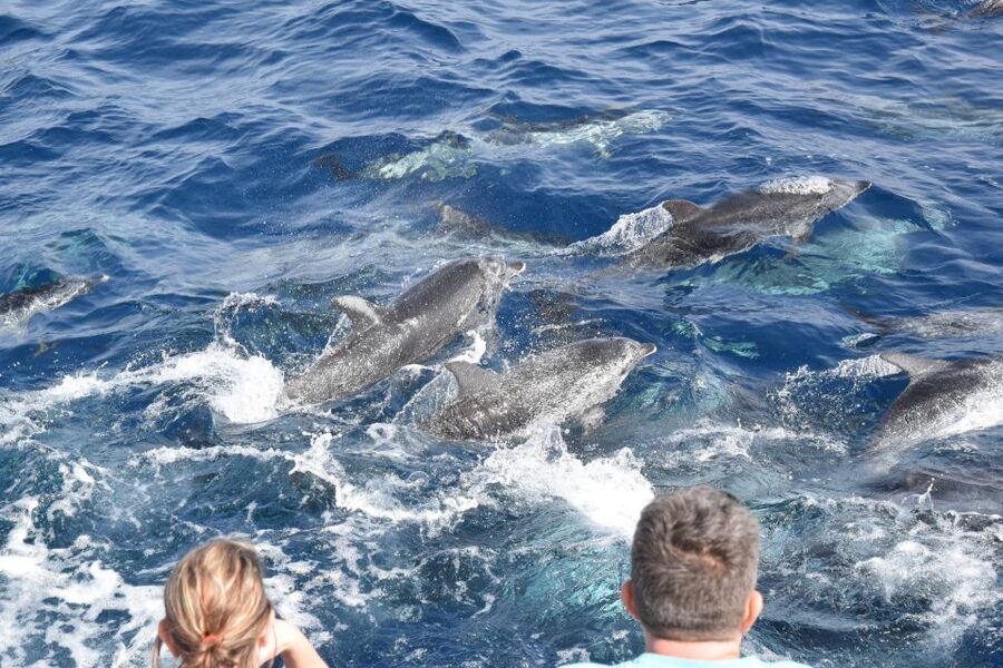 Gran Canaria: Dolphin and Whale Watching Cruise - Is $42 good value?