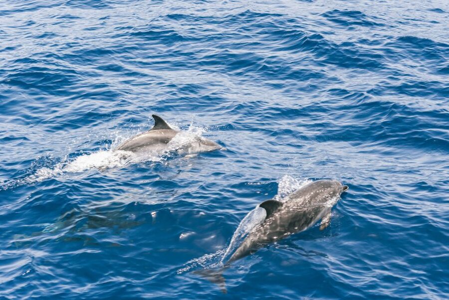 Gran Canaria: Dolphin and Whale Watching Cruise - Who will enjoy this cruise most?