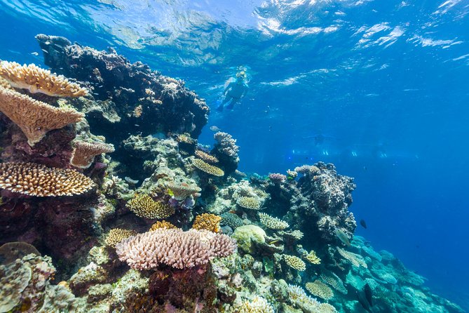 Great Barrier Reef Snorkeling and Diving Cruise from Cairns - Barbecue lunch with a view of the Coral Sea