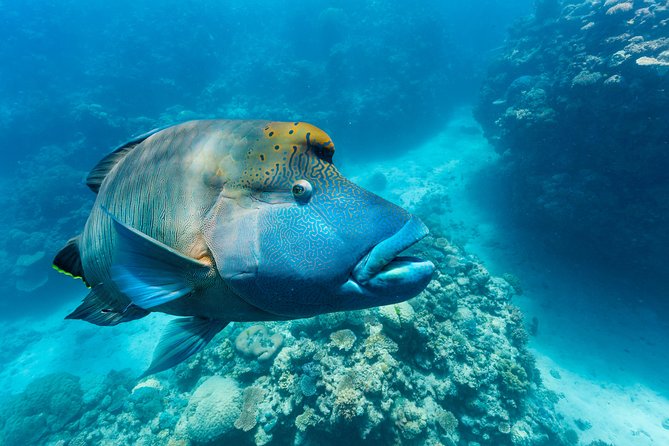 Great Barrier Reef Snorkeling and Diving Cruise from Cairns - What the $190.07 price really covers