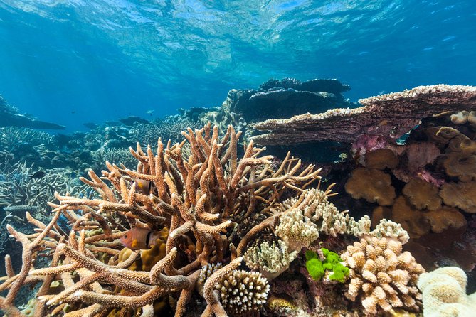 Great Barrier Reef Snorkeling and Diving Cruise from Cairns - Who will enjoy this day most