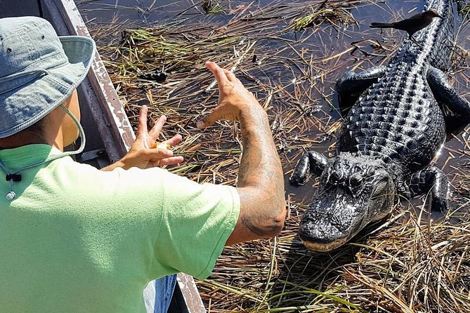 Half-day Everglades National Park Tour and 1-Hour Air Boat Ride - An early pickup from Miami or Fort Lauderdale