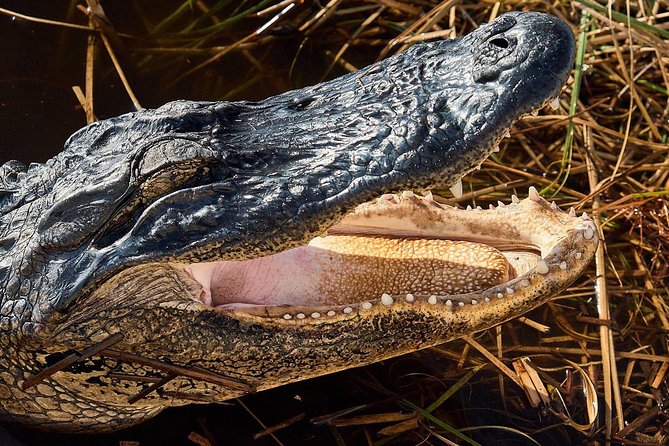 Half-day Everglades National Park Tour and 1-Hour Air Boat Ride - What to eat, bring, and wear