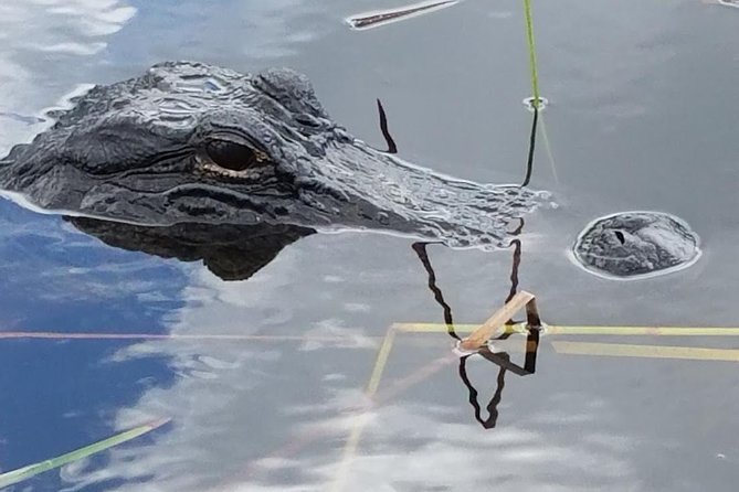 Half-day Everglades National Park Tour and 1-Hour Air Boat Ride - The one-hour Miccosukee airboat ride