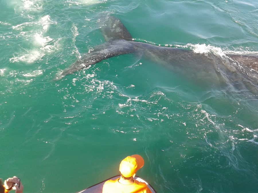 Hermanus: Boat Based Whale Watching Experience - Key points to know before you go
