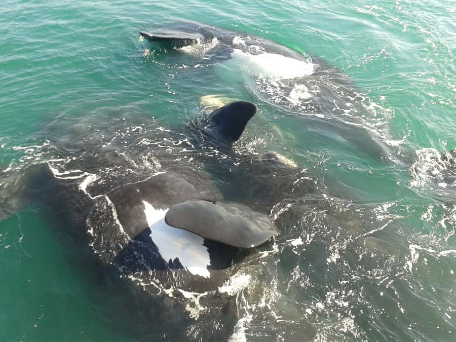 Hermanus: Boat Based Whale Watching Experience - Why this boat trip feels different from shore-based whale watching