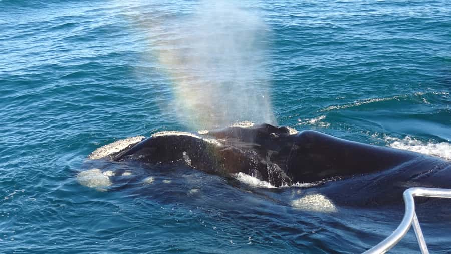 Hermanus: Boat Based Whale Watching Experience - The ride out across Walker Bay