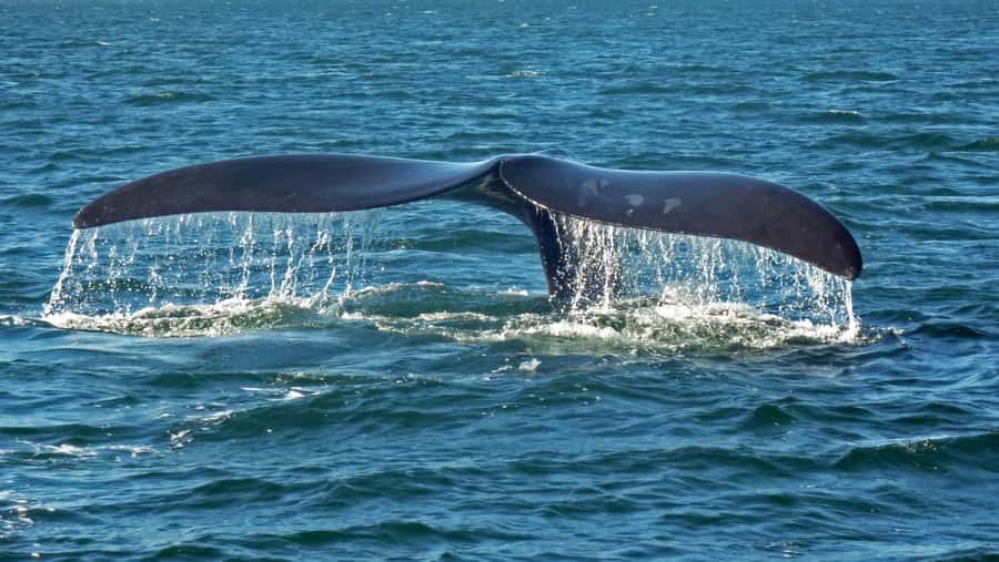Hermanus: Boat Based Whale Watching Experience - How the whale encounter is handled