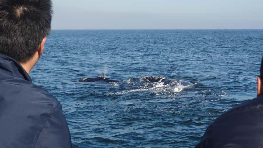 Hermanus: Boat Based Whale Watching Experience - Starting at Hermanus New Harbour