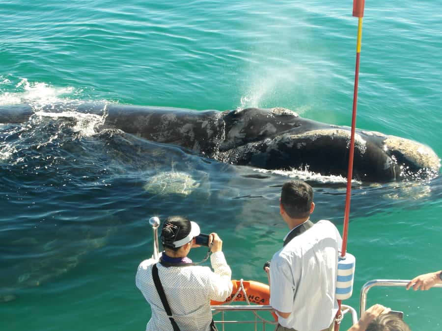 Hermanus: Whale and Dolphin Watching Boat Trip - Key points to know before booking