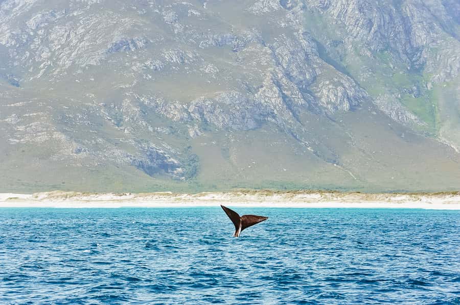 Hermanus: Whale and Dolphin Watching Boat Trip - Leaving Hermanus New Harbour for Walker Bay