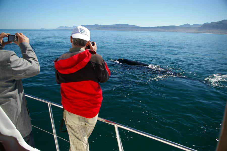 Hermanus: Whale and Dolphin Watching Boat Trip - Searching for southern right whales, humpbacks, and Bryde’s whales