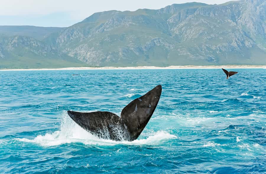 Hermanus: Whale and Dolphin Watching Boat Trip - Who will enjoy this cruise most?