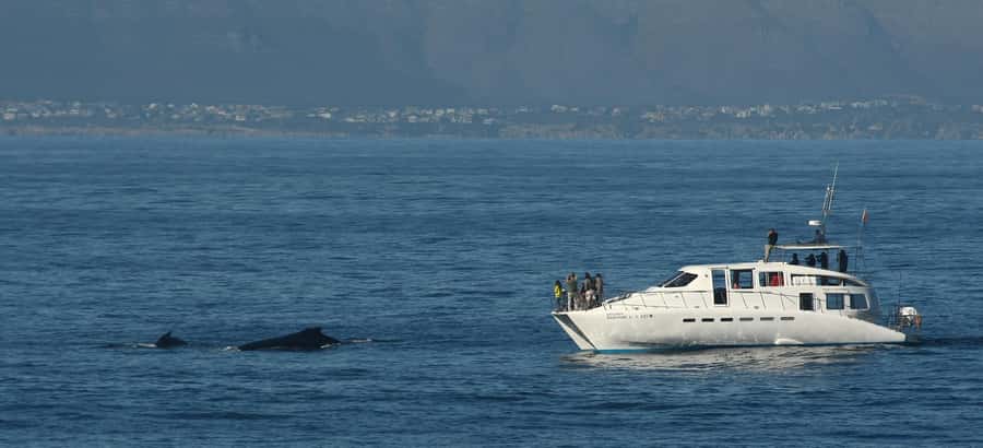 Hermanus: Whale and Dolphin Watching Boat Trip - Should you book Southern Right Charters?