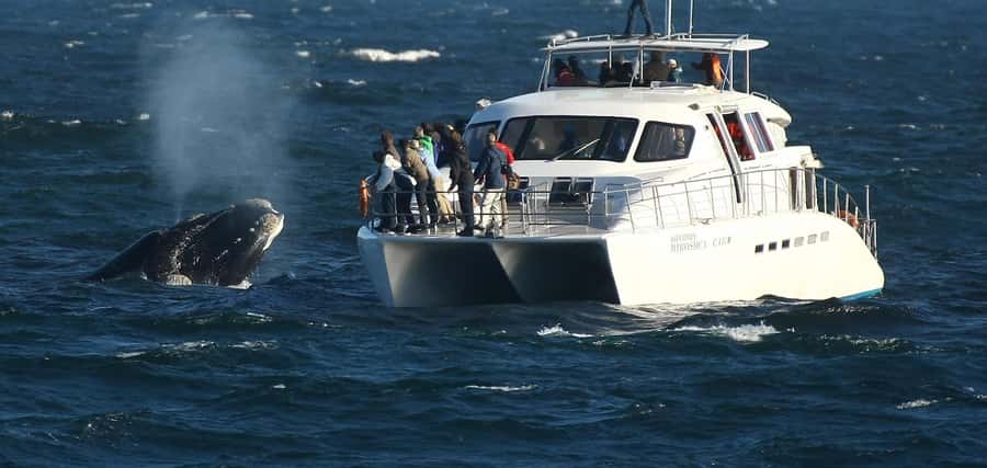 Hermanus: Whale and Dolphin Watching Boat Trip - What the purpose-built catamaran changes