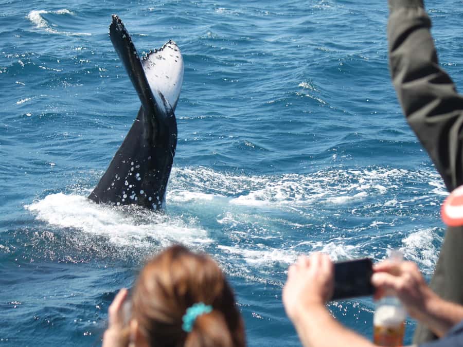 Hervey Bay: Half-Day Whale-Watching Cruise - Key points to know before you book
