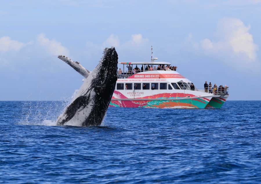Hervey Bay: Half-Day Whale-Watching Cruise - Why Hervey Bay is a special place for humpbacks