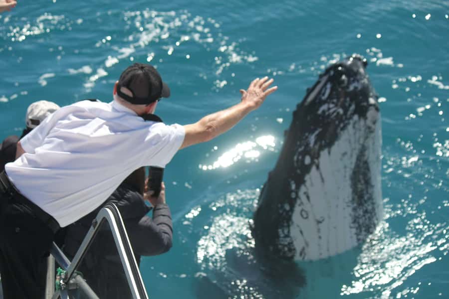 Hervey Bay: Half-Day Whale-Watching Cruise - What four hours on the Amaroo feels like