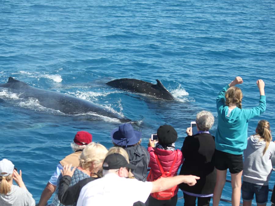 Hervey Bay: Half-Day Whale-Watching Cruise - The close encounters that make this more than a boat ride