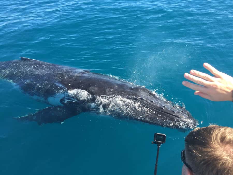 Hervey Bay: Half-Day Whale-Watching Cruise - Booking, cancellation, and age rules