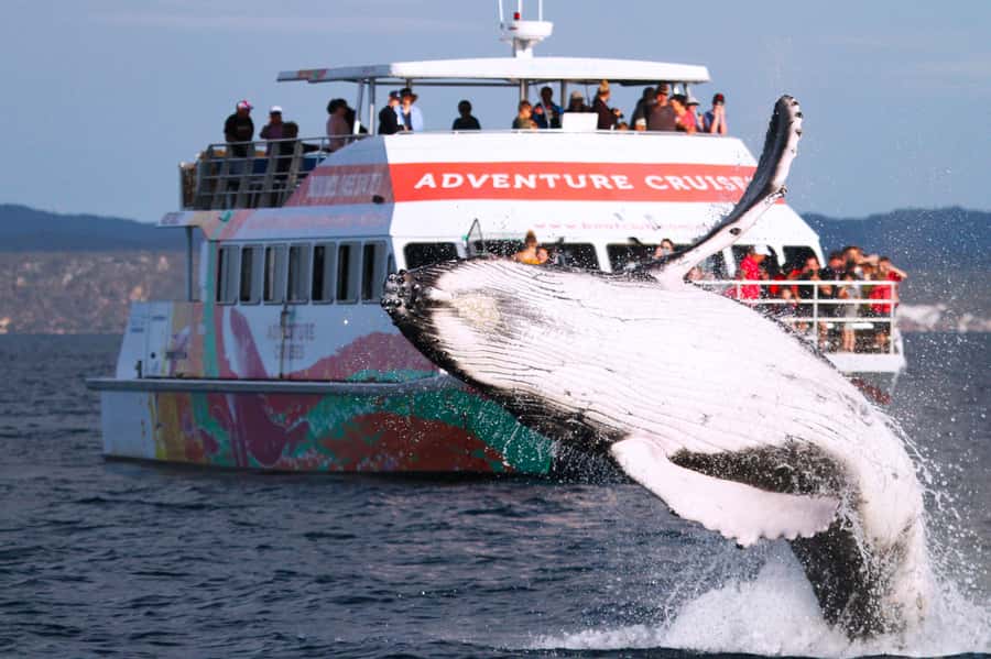 Hervey Bay: Half-Day Whale-Watching Cruise - From the Boat Club car park to the Amaroo