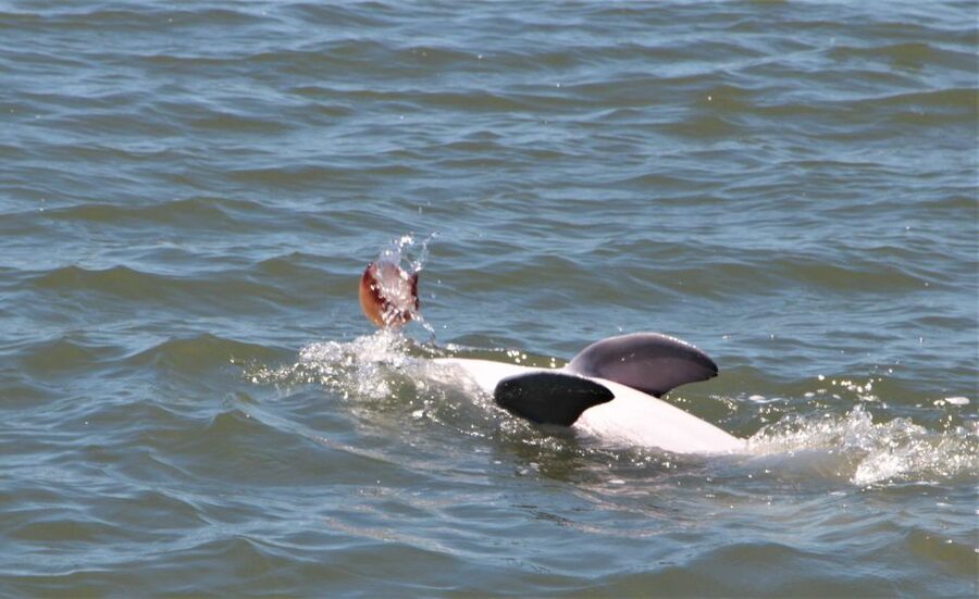 Hilton Head Island: Daytime Dolphin Watching Boat Tour - Key points to know before you go