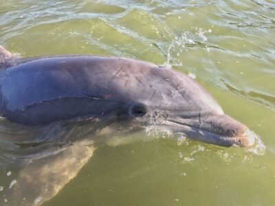 Daytime Dolphin Watching Boat Tour