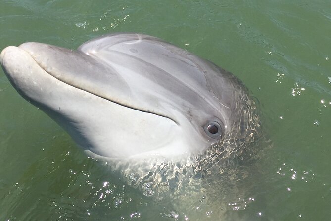 Hilton Head Island Dolphin Boat Cruise - Why Broad Creek and the marsh setting matter
