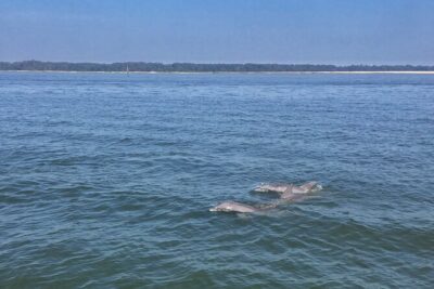 Hilton Head Island Dolphin Boat Cruise